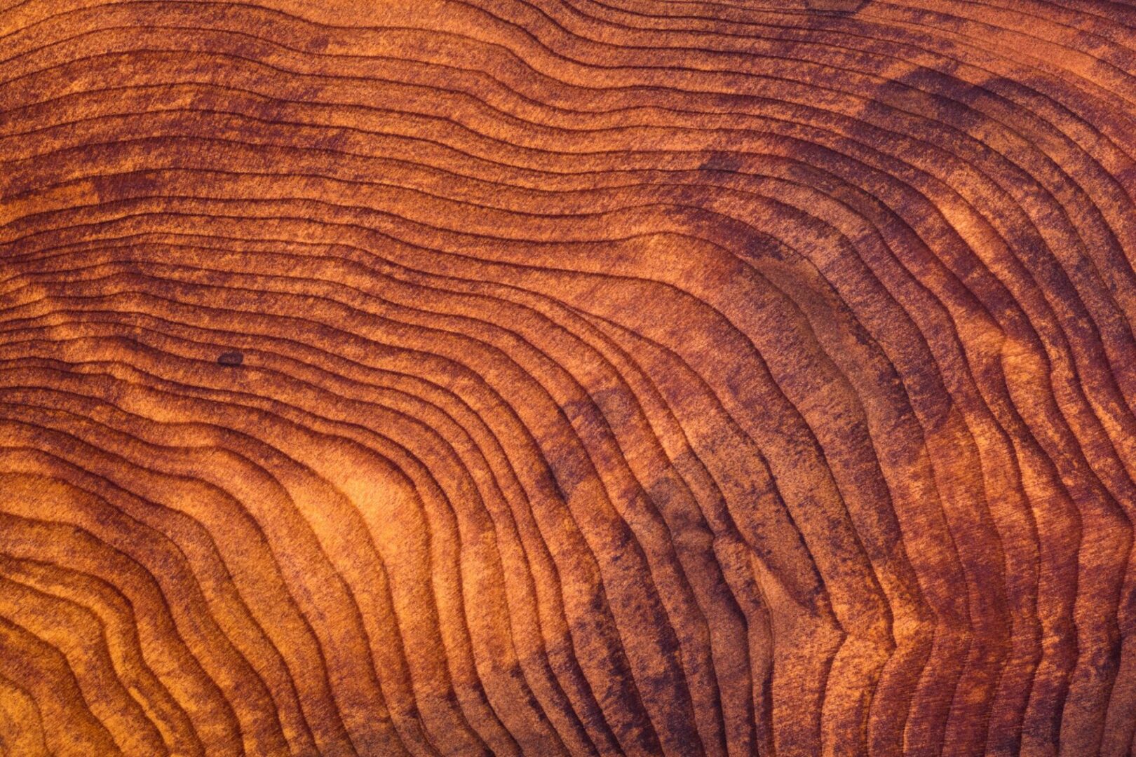 A close up of the wood grain on a tree.